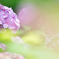 紫陽花