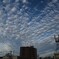西の空はこんな感じです。6/20