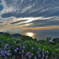 紫陽花越しの空と海