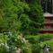 紫陽花と三重塔