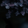 水無月～枯れ始める