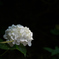 楊谷寺　紫陽花