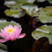 弘長寺の蓮の花