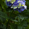 紫陽花 2