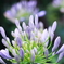 Agapanthus