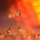 M's drops 50～黄昏