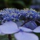 紫陽花の上にカマキリ