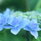 紫陽花