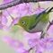桜とメジロ