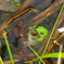 モリアオガエル
