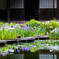 庄屋の菖蒲