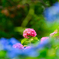 僕が撮る紫陽花