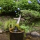 群馬県藤岡市　あじさい