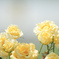 黄色の薔薇