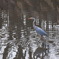 鳥