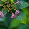 Hydrangea