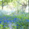 青の小花