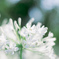 purity