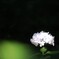 紫  陽  花