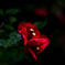 DSC_4361_00001t
