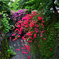 DSC_4225_00001t
