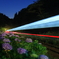 トンネルに吸い込まれる光跡に照らされる紫陽花