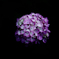 紫陽花