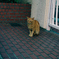 吾輩は猫である、ニャー # 1181