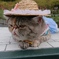 Sachi with　Straw hat