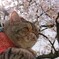サチと桜