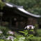 鐘楼と紫陽花