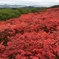 徳仙丈山のツツジ