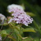 庭の紫陽花