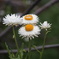 庭の花