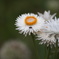 庭の花