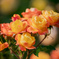 薔薇