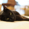 猫カフェ黒猫