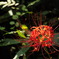 花。。。