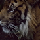 Sumatran Tiger