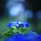 森に咲く、紫陽花