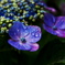 我が家の紫陽花