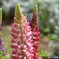 IMG_20190418_192843_701