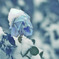 frostschaden