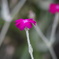 庭の花