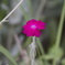 庭の花
