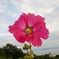 ピンクの花