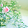 20210531 Rose collection ♡ 2021-04