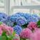 紫陽花