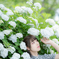 白紫陽花