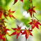夏の赤紅葉